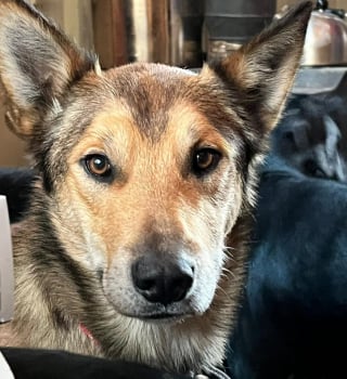 Illustration de l'article : Un chien disparaît lors d'une course de traîneaux et erre seul dans la nature pendant 3 mois !