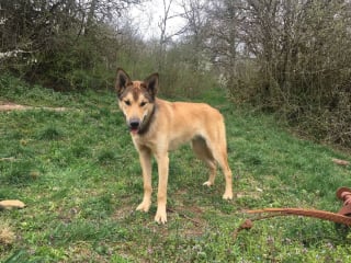 Illustration de l'article : Un chien disparaît lors d'une course de traîneaux et erre seul dans la nature pendant 3 mois !