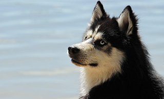Illustration de l'article : 10 comportements qui montrent que votre chien vous fait entièrement confiance