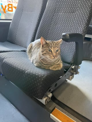 Illustration de l'article : Ce chat épileptique a été retrouvé seul dans un bus et ce ne serait pas la première fois