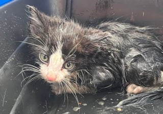 Illustration de l'article : Les pompiers tentent de sauver un chaton piégé dans un conduit en utilisant une caméra radiocommandée