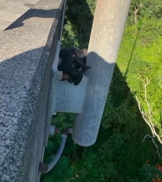 Illustration de l'article : Un chat s'aventure sur un pont et se retrouve suspendu au-dessus du vide, une association intervient