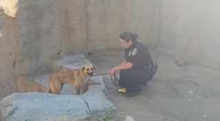 Illustration de l'article : La foule d'un zoo effrayée devant un chien piégé dans l'enclos des gorilles (vidéo)