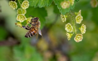 Illustration de l'article : 5 insectes contre lesquels il faudra protéger votre animal de compagnie cet été 