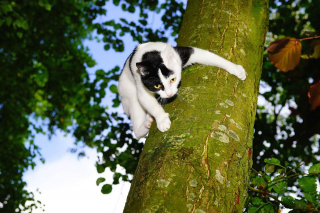 Illustration de l'article : Un chat bloqué dans un arbre pendant 4 jours et à 15 mètres de haut, les habitants se mobilisent pour le sauver