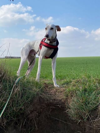 Illustration de l'article : Ce chien a tout pour rendre une famille heureuse, mais n'intéresse personne parce qu'il n'est pas "de race"