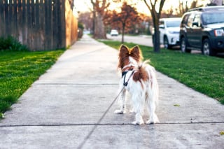 Illustration de l'article : 5 moyens de protéger votre chien contre les vols