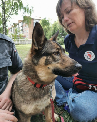 Illustration de l'article : Une ancienne chienne errante s’est reconvertie et apporte aujourd’hui son soutien émotionnel aux soldats ukrainiens