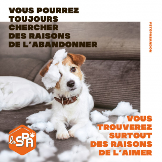 Illustration de l'article : Les refuges de la SPA déjà sous tension avant l'été : l'association signe un nouveau film poignant sur l’abandon d’animaux