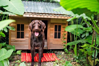 Illustration de l'article : 9 façons de garder la niche de votre chien au frais pendant les fortes chaleurs