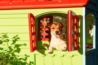 Illustration de l'article : 9 façons de garder la niche de votre chien au frais pendant les fortes chaleurs