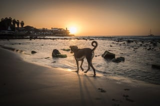 Illustration de l'article : 18 photos de chiens errants prises par un photographe globe trotter amoureux des canidés