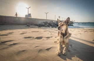 Illustration de l'article : 18 photos de chiens errants prises par un photographe globe trotter amoureux des canidés