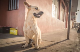 Illustration de l'article : 18 photos de chiens errants prises par un photographe globe trotter amoureux des canidés