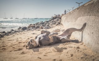 Illustration de l'article : 18 photos de chiens errants prises par un photographe globe trotter amoureux des canidés