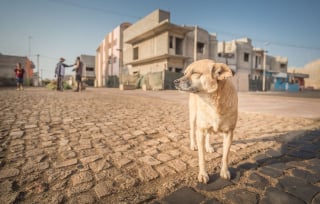 Illustration de l'article : 18 photos de chiens errants prises par un photographe globe trotter amoureux des canidés