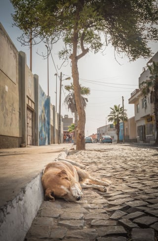 Illustration de l'article : 18 photos de chiens errants prises par un photographe globe trotter amoureux des canidés