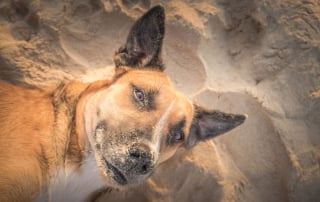 Illustration de l'article : 18 photos de chiens errants prises par un photographe globe trotter amoureux des canidés