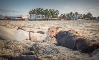 Illustration de l'article : 18 photos de chiens errants prises par un photographe globe trotter amoureux des canidés