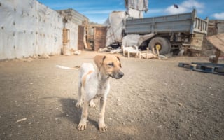 Illustration de l'article : 18 photos de chiens errants prises par un photographe globe trotter amoureux des canidés