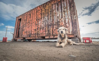 Illustration de l'article : 18 photos de chiens errants prises par un photographe globe trotter amoureux des canidés