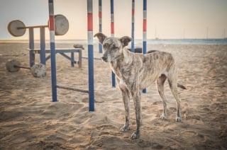 Illustration de l'article : 18 photos de chiens errants prises par un photographe globe trotter amoureux des canidés