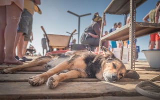 Illustration de l'article : 18 photos de chiens errants prises par un photographe globe trotter amoureux des canidés