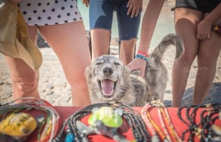 Illustration de l'article : 18 photos de chiens errants prises par un photographe globe trotter amoureux des canidés