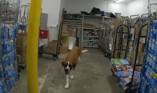 Illustration de l'article : Un chien d'une soixantaine de kilos s'invite dans un supermarché en pleine nuit, la police intervient (vidéo)