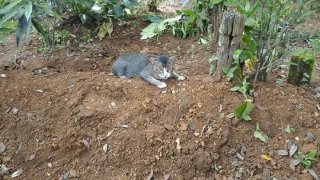 Illustration de l'article : Ce chat en deuil a passé plus d’un sur la tombe de sa propriétaire décédée