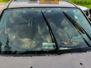 Illustration de l'article : Près de 50 chats découverts dans une voiture garée en plein soleil sur une aire de repos