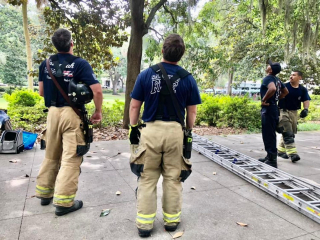 Illustration de l'article : Un chat craintif bloqué dans un arbre à 14 mètres du sol, les pompiers lui portent secours