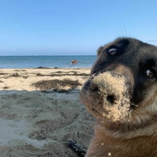 Illustration de l'article : 20 chiens photographiés à leur insu et qui sont à hurler de rire