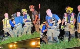 Illustration de l'article : Les 20 minutes les plus longues de la vie d'un chien, bloqué dans une voiture tombée dans un canal