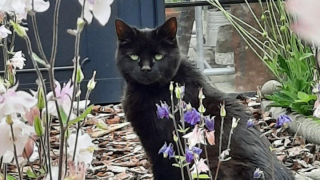 Illustration de l'article : Un chat de 18 ans abandonné pour des problèmes urinaires se voit offrir une seconde chance