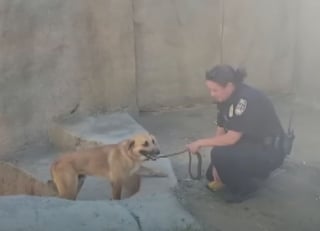 Illustration de l'article : "Il a été incroyablement chanceux" : des nouvelles du chien s'étant retrouvé dans l'enclos des gorilles dans un zoo