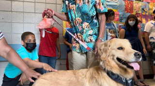 Illustration de l'article : Emus, les élèves d'une école primaire disent au revoir à leur chien de thérapie