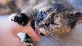 Illustration de l'article : Une chatte découverte dans un piteux état retrouve les bras réconfortants de ses propriétaires après 5 ans d'errance !