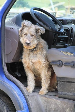 Illustration de l'article : Par 2 fois, il laisse son chien dans sa voiture garée en plein soleil et va s'amuser dans un parc d'attractions