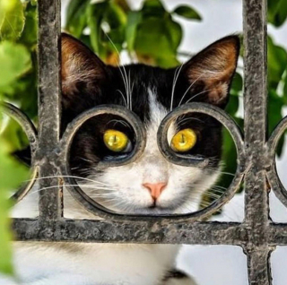 Illustration de l'article : 20 photos de chats qui ont agi de manière inattendue et hilarante