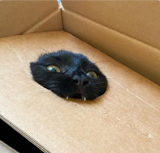 Illustration de l'article : 20 photos de chats qui ont agi de manière inattendue et hilarante