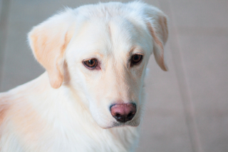 Illustration de l'article : 3 chiots Labrador Retriever ont été abandonnés pour une raison horrifiante