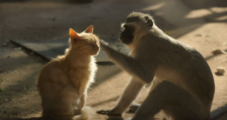 Illustration de l'article : Des chatons errants s'introduisent dans un sanctuaire pour singes et une amitié improbable voit le jour