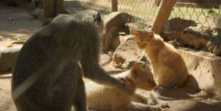Illustration de l'article : Des chatons errants s'introduisent dans un sanctuaire pour singes et une amitié improbable voit le jour