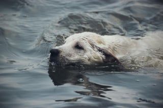 Illustration de l'article : La propriétaire d'un chien ayant frôlé la noyade espère retrouver le joggeur qui l'a sauvé