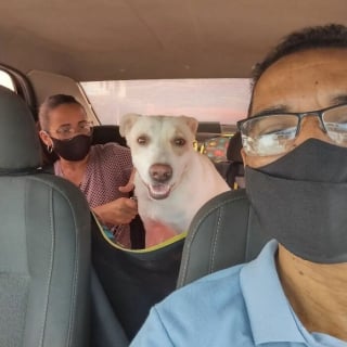 Illustration de l'article : 20 photos géniales prises par un chauffeur de taxi pour animaux de compagnie avec ses "clients"