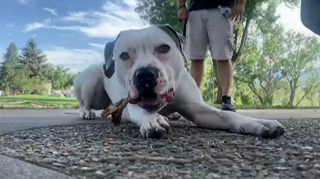 Illustration de l'article : Abandonné dans un parc et sauvé par un ancien militaire, un Pitbull s'apprête à devenir chien d'assistance