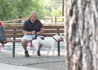 Illustration de l'article : Abandonné dans un parc et sauvé par un ancien militaire, un Pitbull s'apprête à devenir chien d'assistance