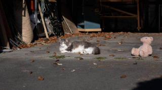 Illustration de l'article : Véritables cleptomanes, ce chat et sa soeur étoffent sans cesse leur butin malgré la vigilance de leur maîtresse