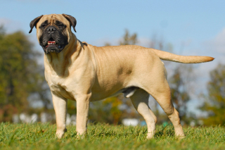 Les 10 plus grandes races de chiens : présentation et prévention